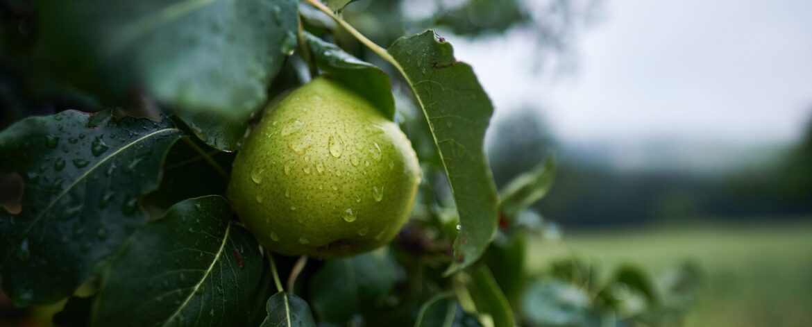 christian-holzinger-sveHkwrWNWg-unsplash christian-holzinger-sveHkwrWNWg-unsplash