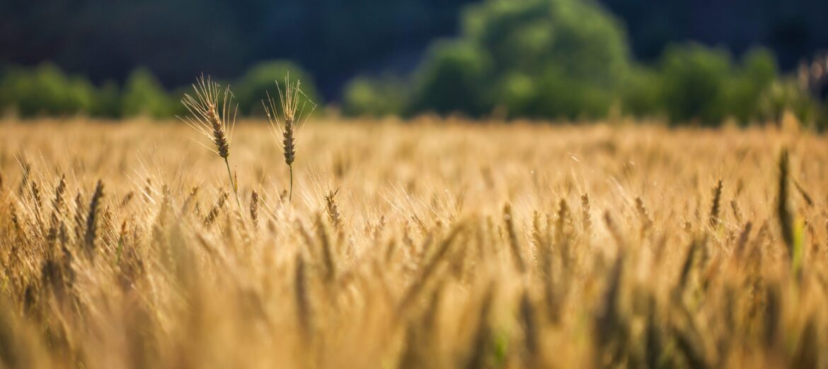 Selective shot of golden wheat in a wheat field with a blurred background Selective shot of golden wheat in a wheat field with a blurred background