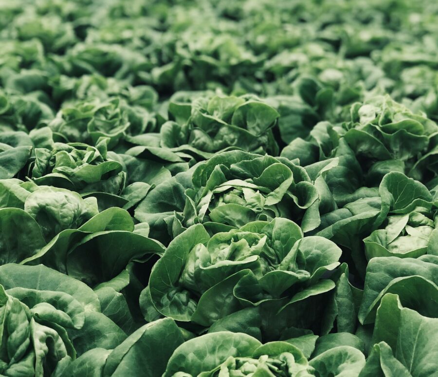 pina-messina-Oc3fP0FXJbU-unsplash pina-messina-Oc3fP0FXJbU-unsplash