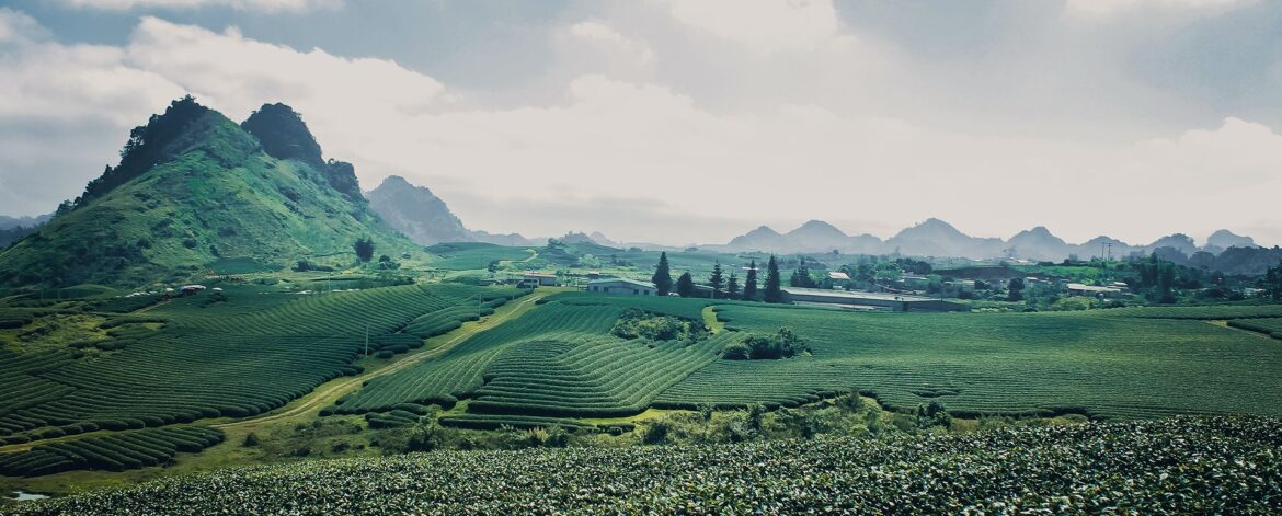 vu-viet-anh-LTyS89HMCCc-unsplash vu-viet-anh-LTyS89HMCCc-unsplash